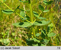 Hypericum tetrapterum