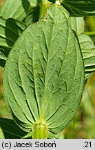 Hypericum tetrapterum