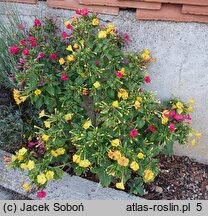 Mirabilis jalapa (dziwaczek Jalapa)