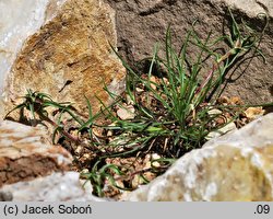 Edraianthus graminifolius (dzwonczyn trawolistny)