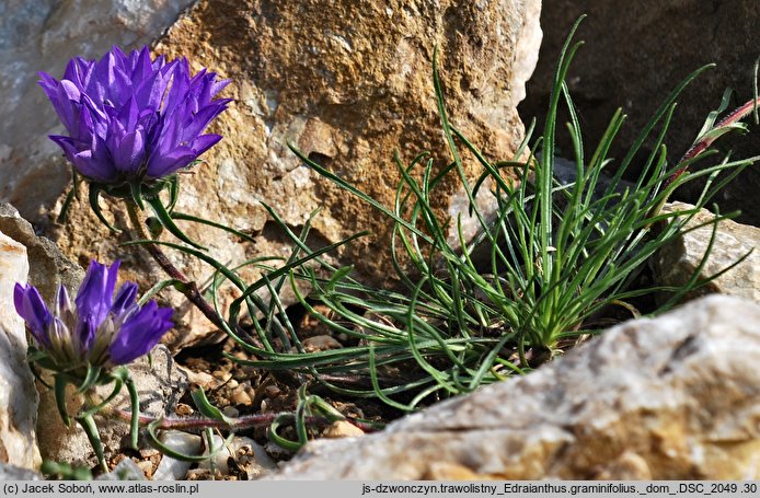 Edraianthus graminifolius (dzwonczyn trawolistny)