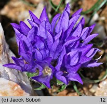 Edraianthus graminifolius (dzwonczyn trawolistny)