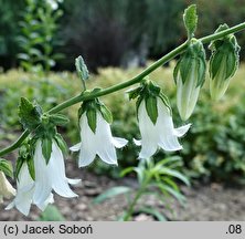 Campanula alliariifolia (dzwonek czosnaczkowaty)