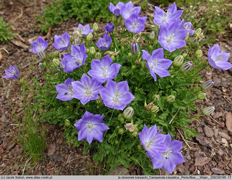 Campanula carpatica Perla Blue