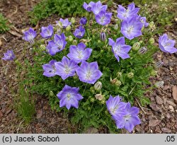 Campanula carpatica Perla Blue