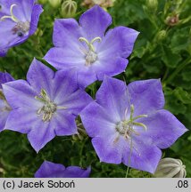 Campanula carpatica Perla Blue