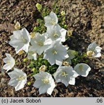 Campanula carpatica Pearl White