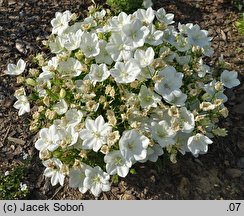 Campanula carpatica Pearl White