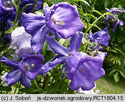 Campanula medium