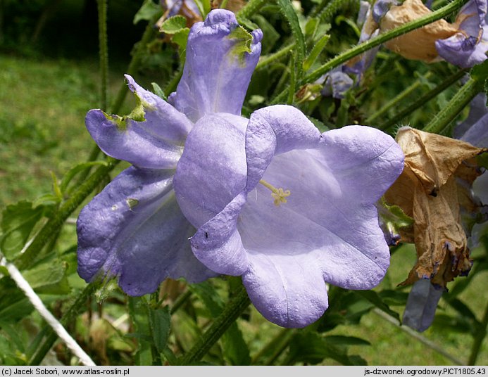 Campanula medium