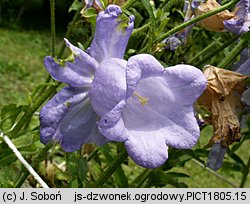 Campanula medium