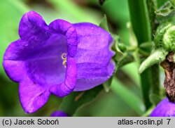 Campanula medium (dzwonek ogrodowy)