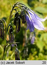 Campanula serrata (dzwonek piłkowany)