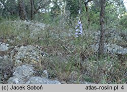 Campanula pyramidalis (dzwonek piramidalny)