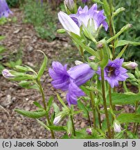 Campanula trachelium Bernice