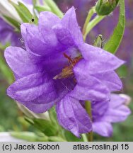 Campanula trachelium Bernice