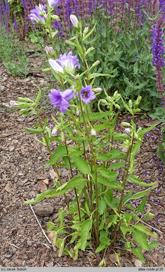 Campanula trachelium Bernice