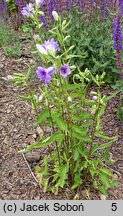 Campanula trachelium Bernice