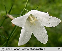 Campanula patula (dzwonek rozpierzchły)