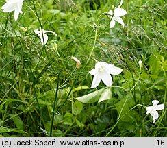 Campanula patula (dzwonek rozpierzchły)