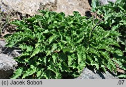 Campanula sarmatica (dzwonek sarmacki)