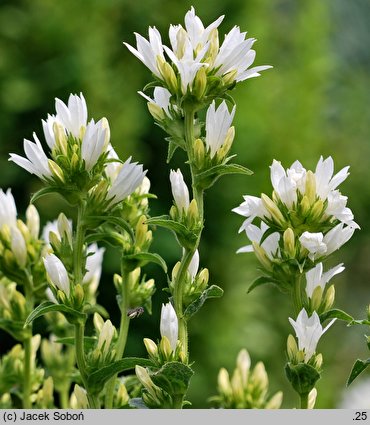 Campanula glomerata Alba