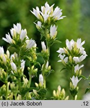 Campanula glomerata Alba