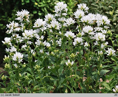 Campanula glomerata Alba