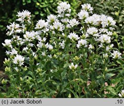 Campanula glomerata Alba