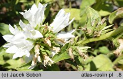 Campanula glomerata Blondynka