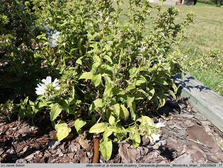 Campanula glomerata Blondynka