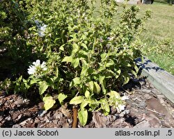 Campanula glomerata Blondynka
