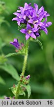 Campanula glomerata (dzwonek skupiony)