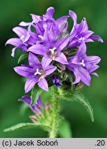 Campanula glomerata (dzwonek skupiony)