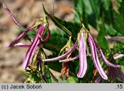 Campanula Pink Octopus