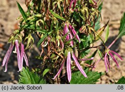 Campanula Pink Octopus