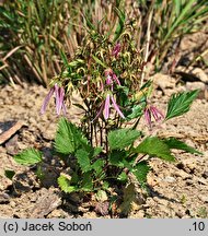 Campanula Pink Octopus