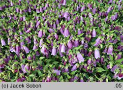 Campanula takesimana (dzwonek koreański)