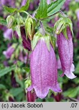 Campanula takesimana (dzwonek koreański)