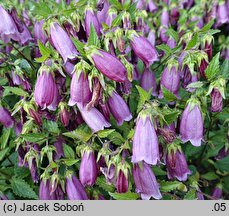 Campanula takesimana (dzwonek koreański)