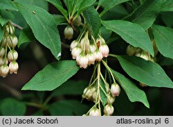 Enkianthus campanulatus (enkiant dzwonkowaty)