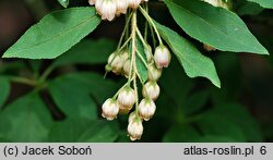 Enkianthus campanulatus (enkiant dzwonkowaty)