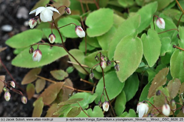 Epimedium ×youngianum Niveum