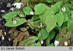 Epimedium ×youngianum Niveum