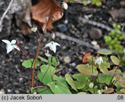 Epimedium ×youngianum Niveum