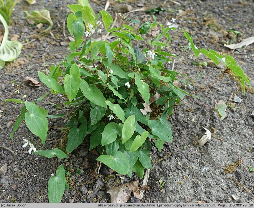 Epimedium diphyllum