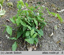 Epimedium diphyllum