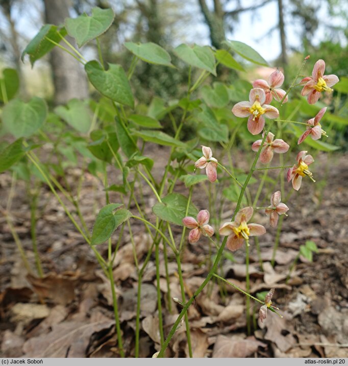 Epimedium ×warleyense (epimedium warlejskie)