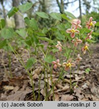 Epimedium ×warleyense (epimedium warlejskie)