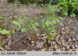 Epimedium ×warleyense (epimedium warlejskie)